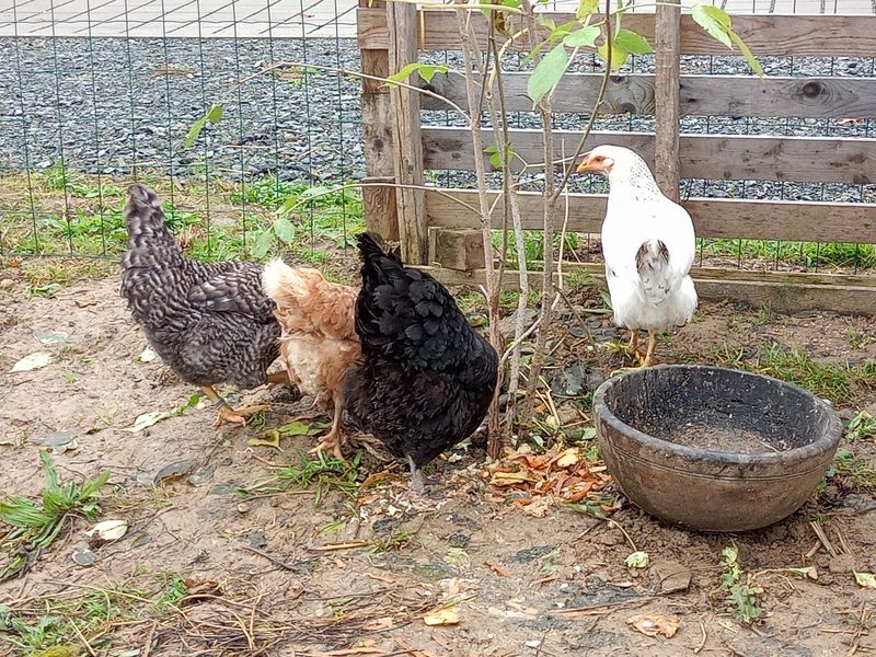 les 4 poules en plein dejeuner