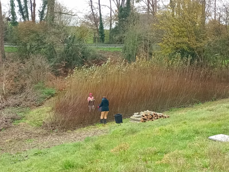 une partie de l'oseraie