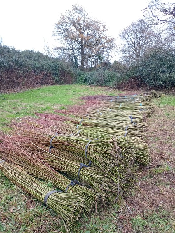 Fagots prêts à être triés